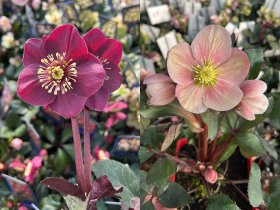 Čemeřice - Helleborus