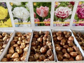 Podzimní prodej cibulovin pro jarní kvetení | tulipány, narcisy, krokusy, hyacinty