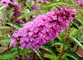 Komule Davidova (Buddleja) "motýlí keře" | aktuální nabídka