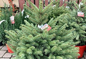 Prodej rostlých vánočních stromků