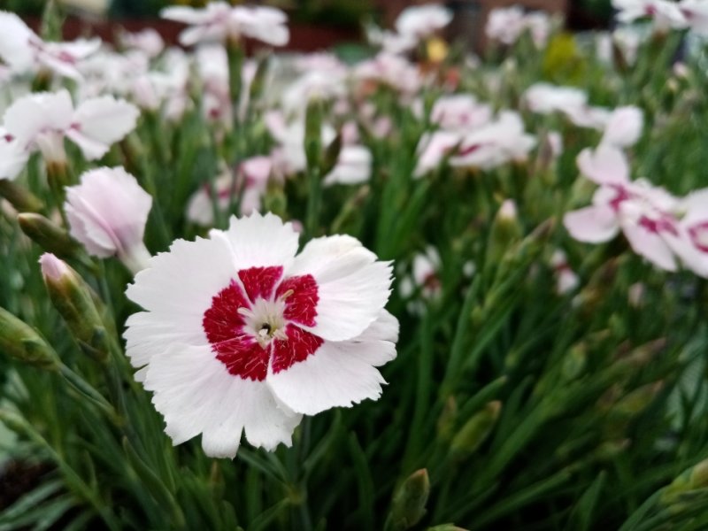 Hvozdík péřitý (Dianthus 'Dixie White Red Bicolor')