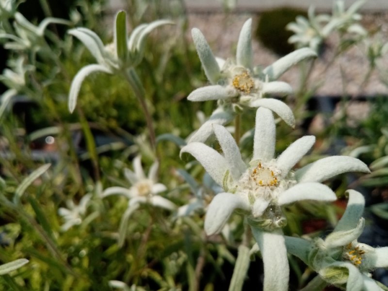 Protěž (Leontopodium alpinum)
