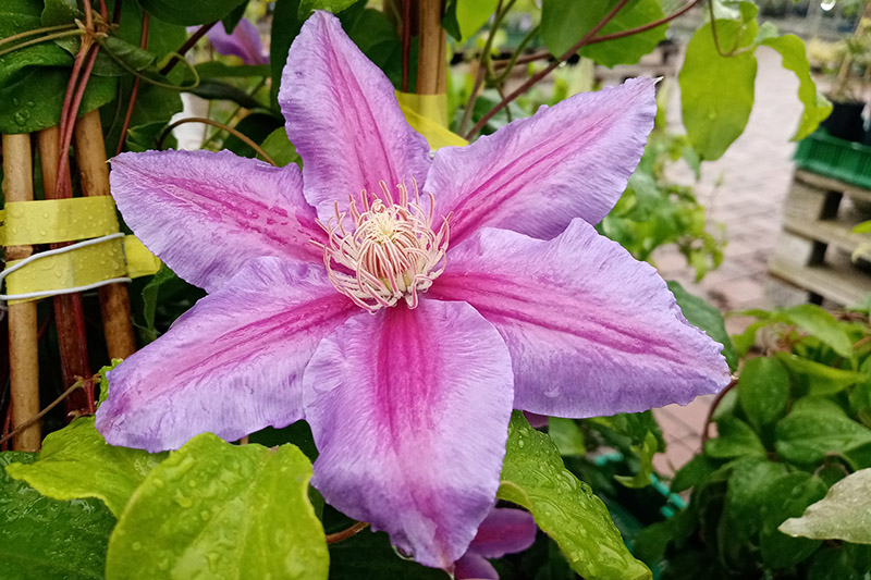 Plamenek Clematis